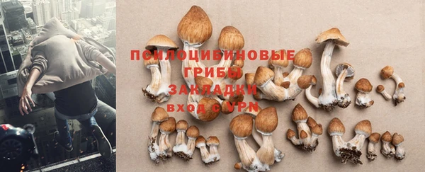 крисы Баксан